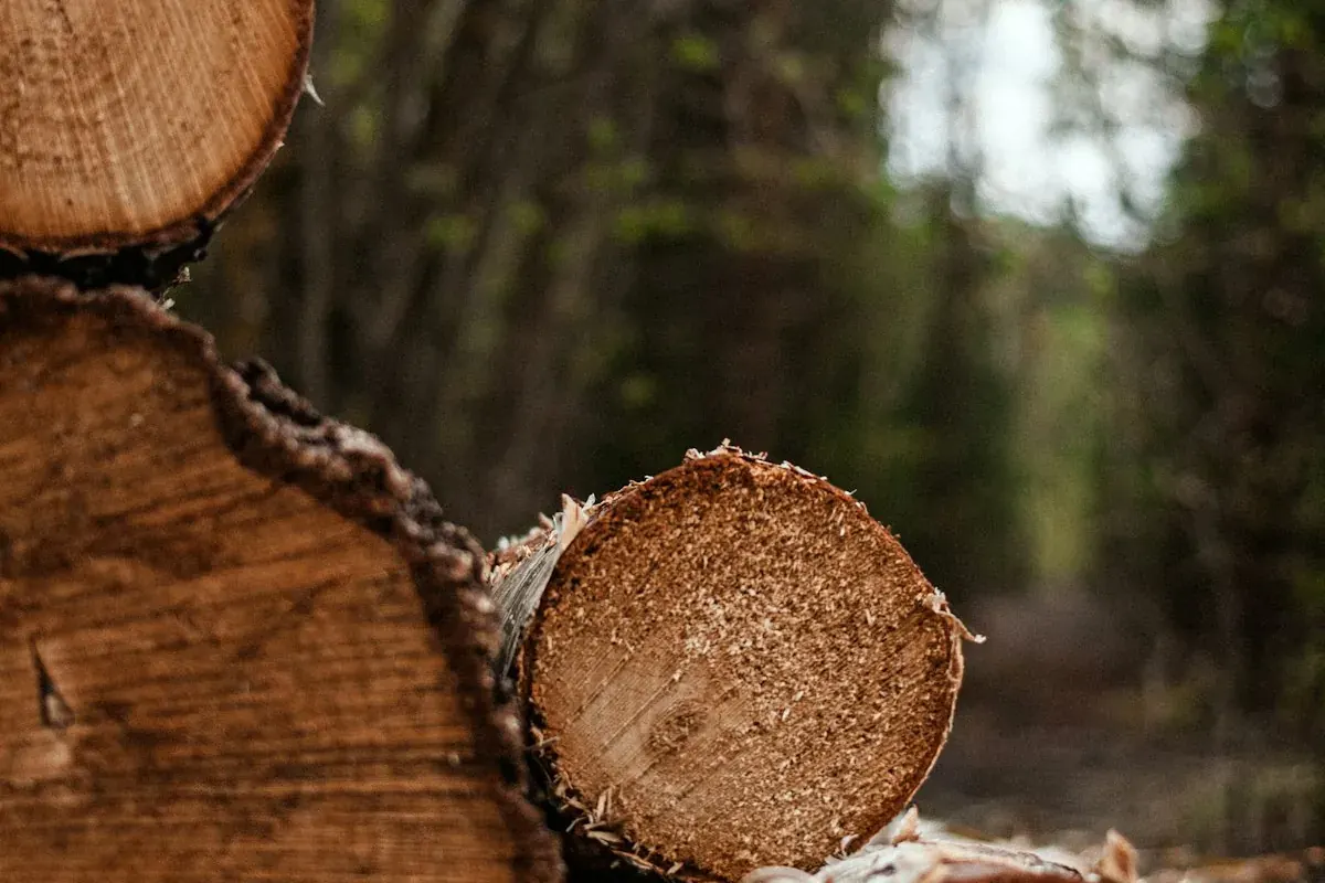 Cut log ends showing growth rings, the radial and tangential grain directions that govern cabinet wood movement in Mobile AL