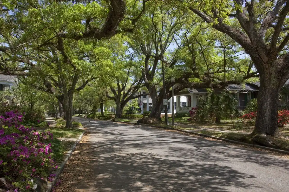 Live oaks and azaleas over bungalows in the Oakleigh neighbourhood of Mobile AL