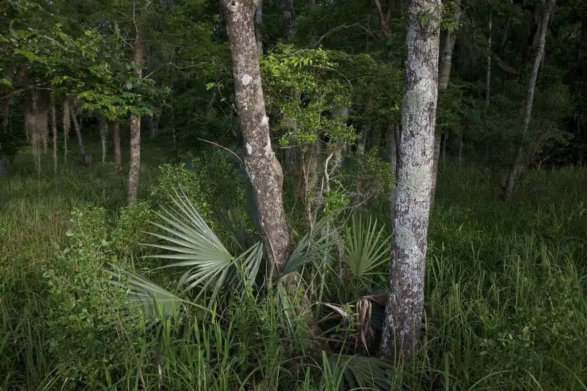 Live oaks, Spanish moss and saw palmetto at Blakeley State Park in Spanish Fort AL